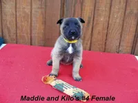 Maddie's #4 Female, a female Belgian Malinois for sale in Konawa, OK – Photo 8 of 8