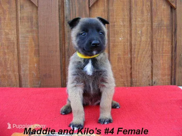 Maddie's #4 Female