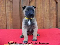 Maddie's #4 Female, a female Belgian Malinois for sale in Konawa, OK – Photo 1 of 8