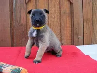 Maddie's #4 Female, a female Belgian Malinois for sale in Konawa, OK – Photo 3 of 8