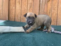 Jewels' Green male, a male Belgian Malinois for sale in Konawa, OK – 1 of 8