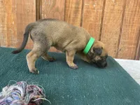 Jewels' Green male, a male Belgian Malinois for sale in Konawa, OK – 3 of 8