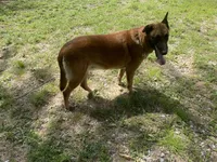 Jewels' Green Female , a female Belgian Malinois for sale in Konawa, OK – 9 of 9