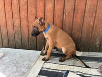 Jewels' Blue Female, a female Belgian Malinois for sale in Konawa, OK – 6 of 8
