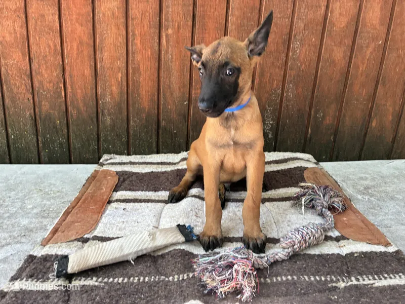 Jewel's Blue Male – Belgian Malinois puppy for sale in Konawa, OK