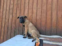 Lacey's 2M, a male Belgian Malinois for sale in Konawa, OK – Photo 3 of 5