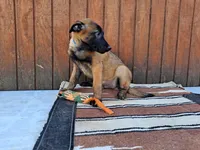 Lacey's 2M, a male Belgian Malinois for sale in Konawa, OK – Photo 4 of 5