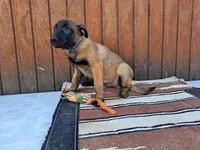 Lacey's 2M, a male Belgian Malinois for sale in Konawa, OK – Photo 2 of 5
