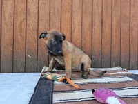 Lacey's 2M, a male Belgian Malinois for sale in Konawa, OK – Photo 5 of 5