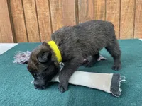Sonja's Yellow Male, a male Dutch Shepherd for sale in Konawa, OK – 3 of 8