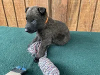Sonja's Orange male, a male Dutch Shepherd for sale in Konawa, OK – 5 of 9