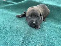Sonja's Orange boy, a male Dutch Shepherd for sale in Konawa, OK – Photo 1 of 8