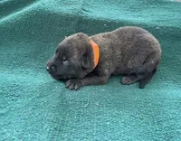 Sonja's Orange boy, a male Dutch Shepherd for sale in Konawa, OK – Photo 4 of 8
