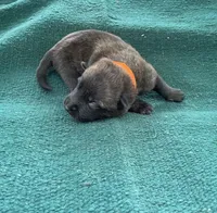 Sonja's Orange boy, a male Dutch Shepherd for sale in Konawa, OK – Photo 3 of 8