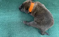 Sonja's Orange boy, a male Dutch Shepherd for sale in Konawa, OK – Photo 6 of 8