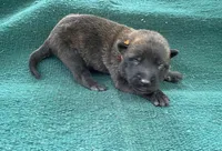 Sonja's Orange boy, a male Dutch Shepherd for sale in Konawa, OK – Photo 2 of 8