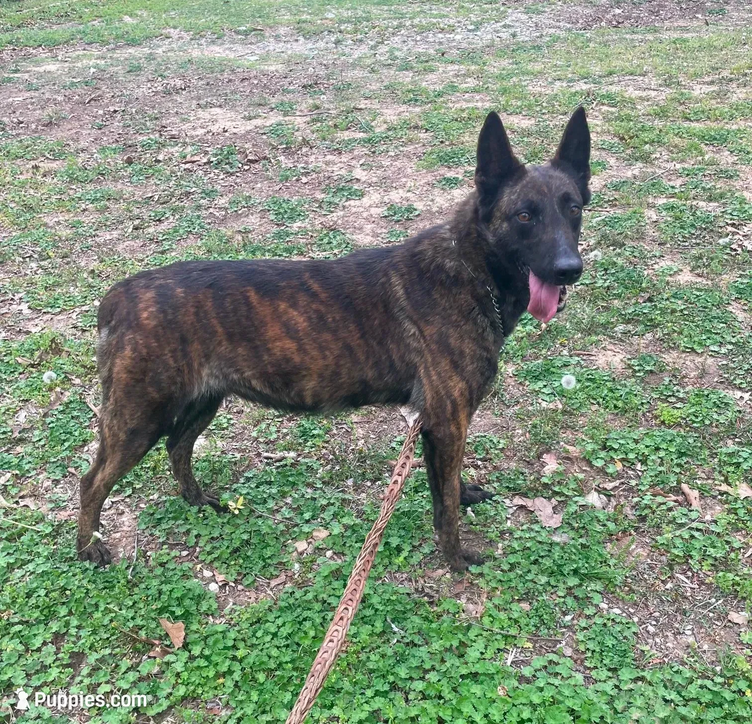 Sonja's Orange male, a male Dutch Shepherd for sale in Konawa, OK – 8 of 9