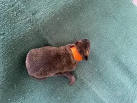 Sonja's Orange boy, a male Dutch Shepherd for sale in Konawa, OK – Photo 5 of 8