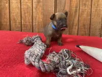 Jewels' Blue Female, a  Belgian Malinois for sale in Konawa, OK – 7 of 9
