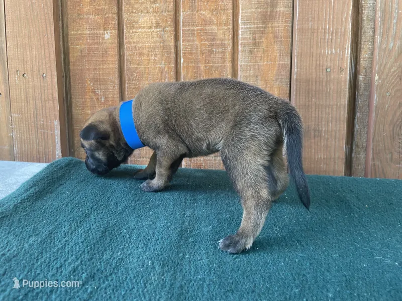 Jewels' blue male  – Belgian Malinois puppy for sale in Konawa, OK