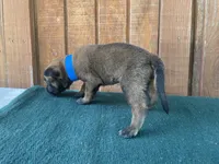 Jewels' blue male , a male Belgian Malinois for sale in Konawa, OK – 1 of 7