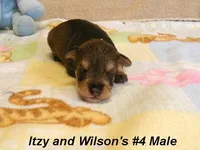 Itzy's #4 Male, a male Schnoodle for sale in Konawa, OK – Photo 1 of 9