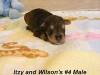 Itzy's #4 Male, a male Schnoodle for sale in Konawa, OK – Photo 3 of 9