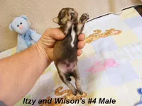 Itzy's #4 Male, a male Schnoodle for sale in Konawa, OK – Photo 7 of 9