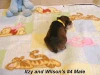 Itzy's #4 Male, a male Schnoodle for sale in Konawa, OK – Photo 8 of 9