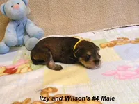 Itzy's #4 Male, a male Schnoodle for sale in Konawa, OK – Photo 5 of 9