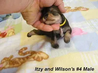 Itzy's #4 Male, a male Schnoodle for sale in Konawa, OK – Photo 6 of 9