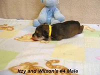 Itzy's #4 Male, a male Schnoodle for sale in Konawa, OK – Photo 9 of 9