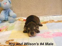 Itzy's #4 Male, a male Schnoodle for sale in Konawa, OK – Photo 2 of 9