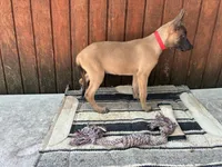 Jewels' Red Female, a female Belgian Malinois for sale in Konawa, OK – 3 of 8