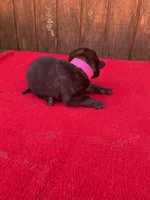 Robbie's Pink Female, a female Dutch Shepherd for sale in Konawa, OK – Photo 5 of 10