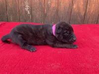 Robbie's Pink Female, a female Dutch Shepherd for sale in Konawa, OK – Photo 2 of 10