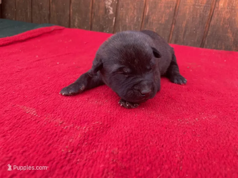 Robbie's Pink Female – Dutch Shepherd puppy for sale in Konawa, OK