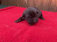 Robbie's Pink Female, a female Dutch Shepherd for sale in Konawa, OK – Photo 1 of 10