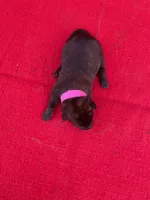 Robbie's Pink Female, a female Dutch Shepherd for sale in Konawa, OK – Photo 8 of 10