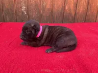 Robbie's Pink Female, a female Dutch Shepherd for sale in Konawa, OK – Photo 6 of 10