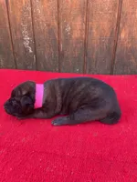 Robbie's Pink Female, a female Dutch Shepherd for sale in Konawa, OK – Photo 4 of 10