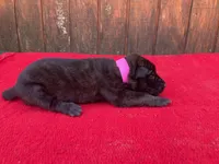 Robbie's Pink Female, a female Dutch Shepherd for sale in Konawa, OK – Photo 3 of 10