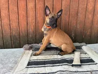 Jewels' Orange female, a female Belgian Malinois for sale in Konawa, OK – 3 of 8