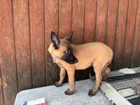 Jewels' yellow female, a female Belgian Malinois for sale in Konawa, OK – 5 of 8