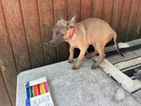 Jewels' Red Female, a female Belgian Malinois for sale in Konawa, OK – 6 of 8