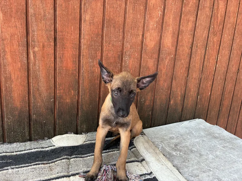 Jewels' Green Female  – Belgian Malinois puppy for sale in Konawa, OK