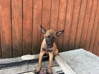 Jewels' Green Female , a female Belgian Malinois for sale in Konawa, OK – 1 of 8