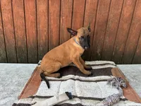 Jewel's Blue Male, a male Belgian Malinois for sale in Konawa, OK – 4 of 8