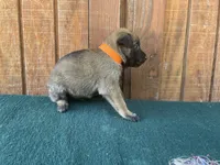 Jewels' Orange male, a male Belgian Malinois for sale in Konawa, OK – 4 of 7