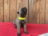 Jewels' yellow female, a female Belgian Malinois for sale in Konawa, OK – 3 of 8